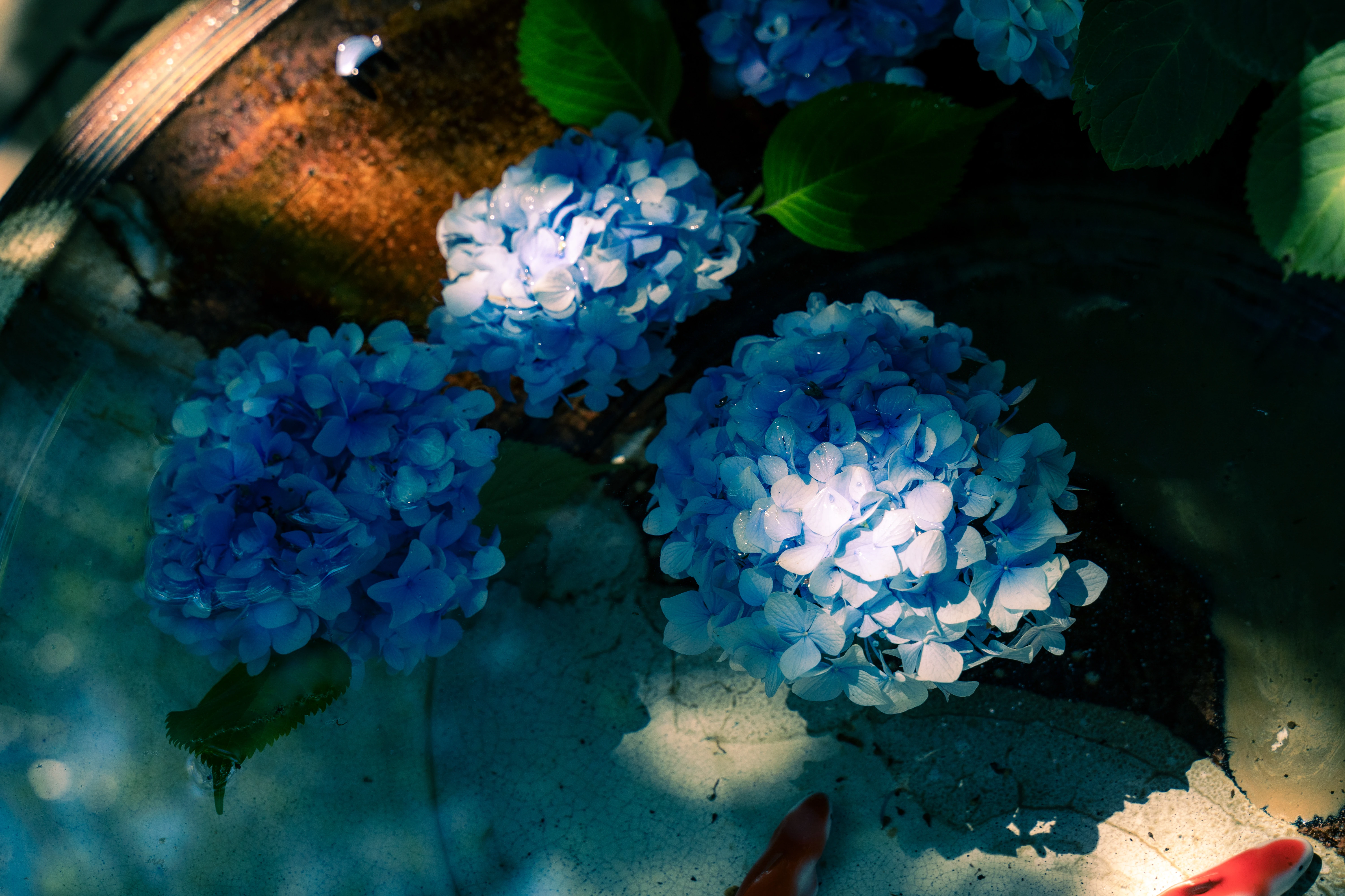 Tranquil Blue Hydrangeas Floating Under Gentle Light
